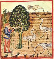 medieval_cranes.jpg