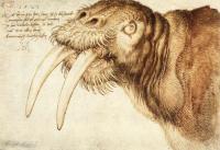 07walrus.jpg